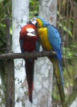 Macaws