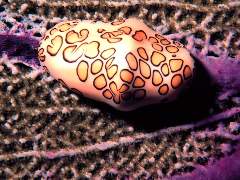 Flamingo Tongue Snail