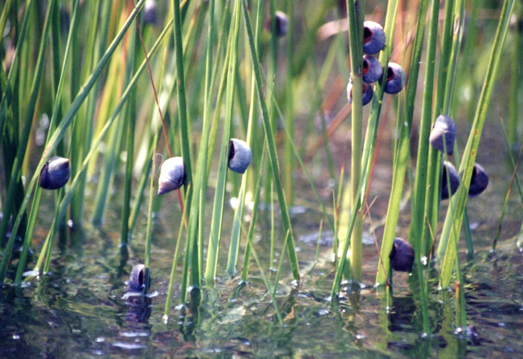 Marsh Snails