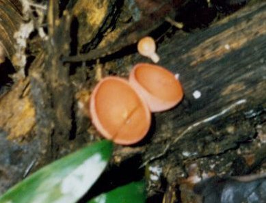 Cup Fungus