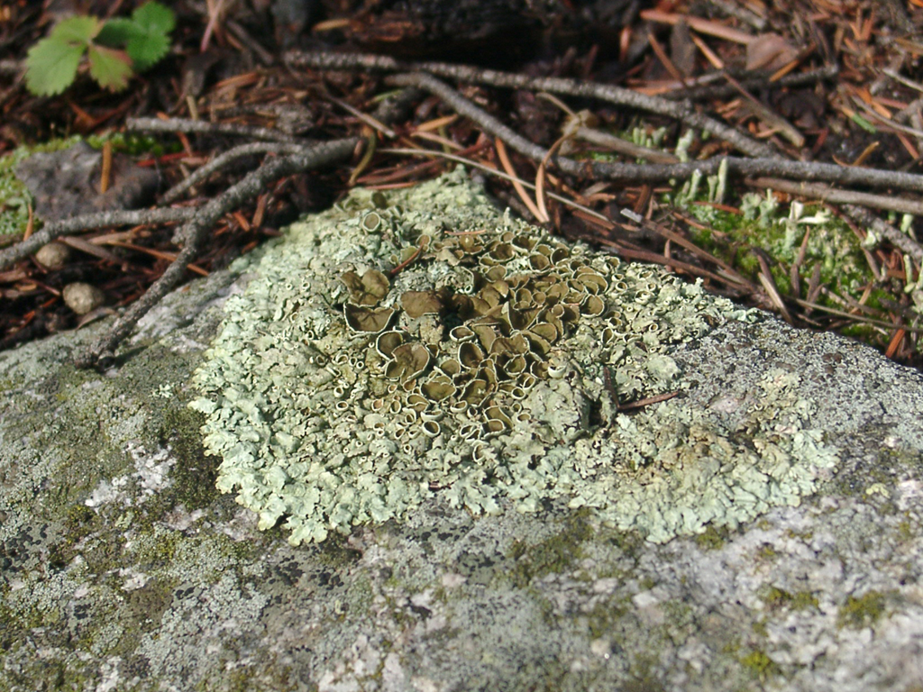 Lichens