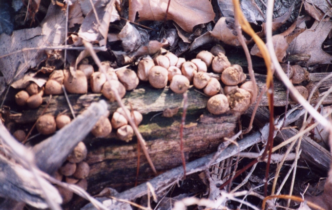 Puffballs