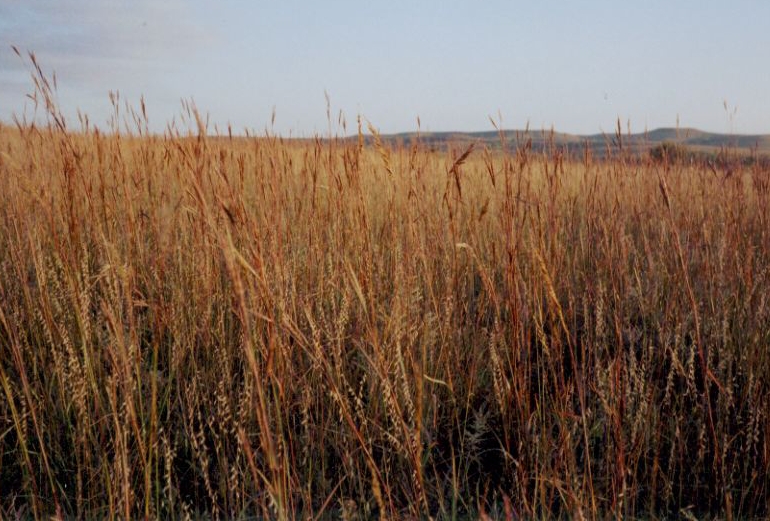 Konza Prairie