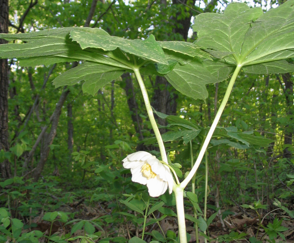 Mayapple