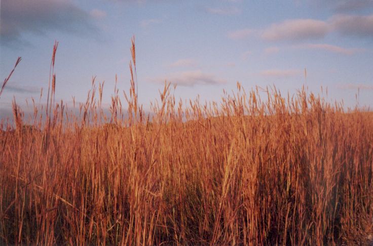 Big Bluestem