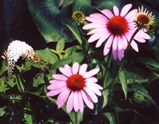 Echinacea