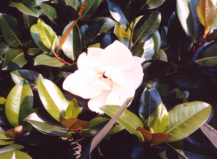 Magnolia