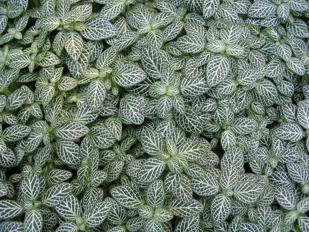 Mosaic Plant