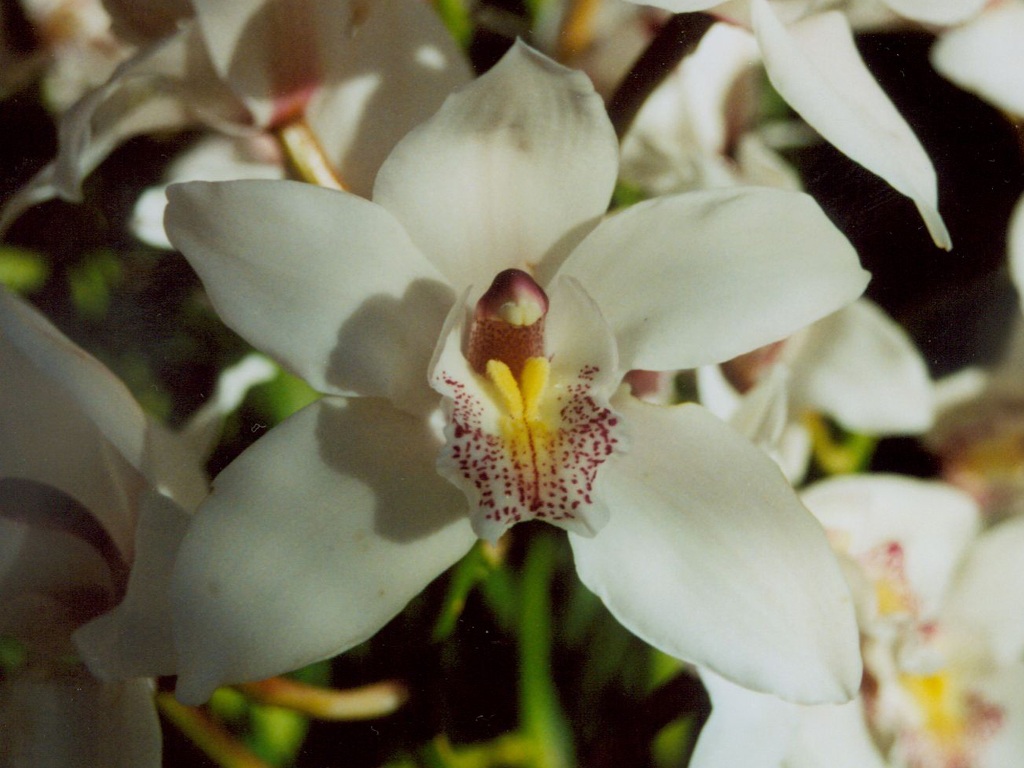 Orchid