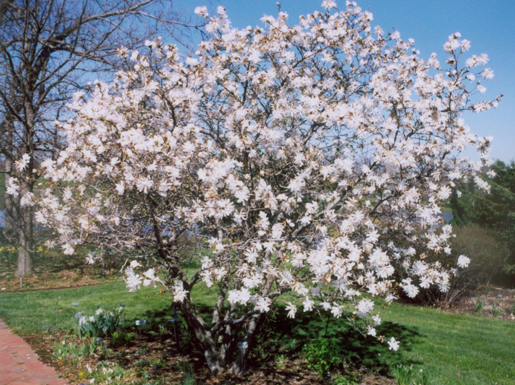 Star Magnolia