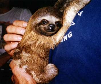 Sloth