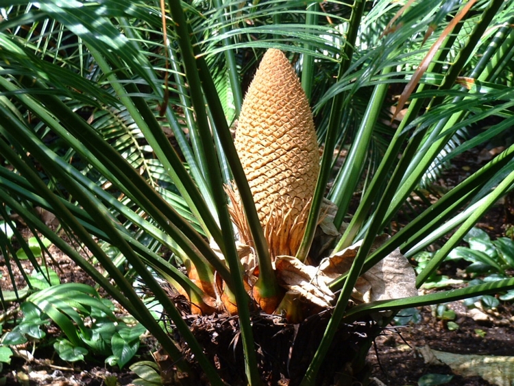 Cycad Cone