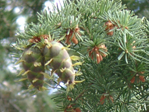 Douglas Fir Cones