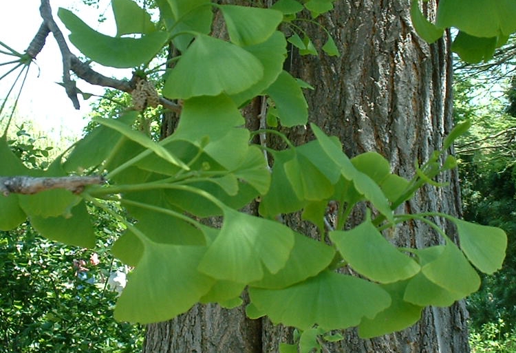 Ginkgo biloba