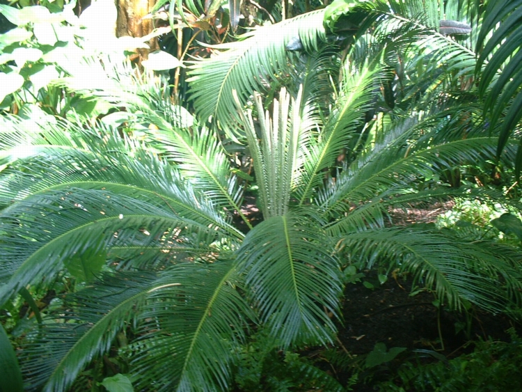 Cycad