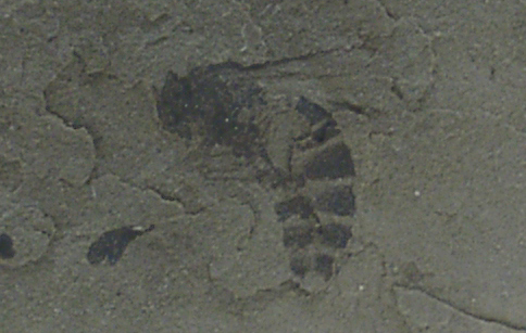 Fossil Hornet