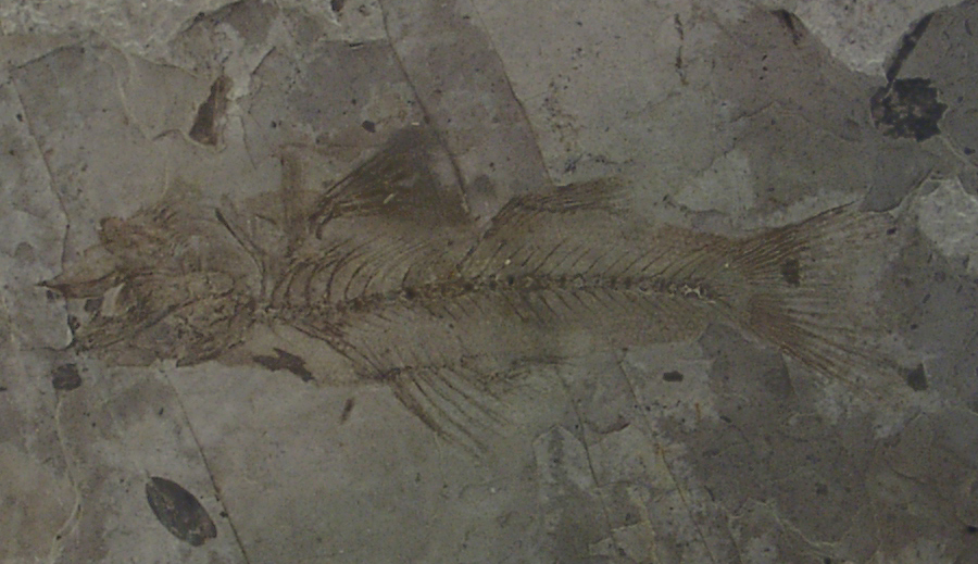 Fossil Sucker