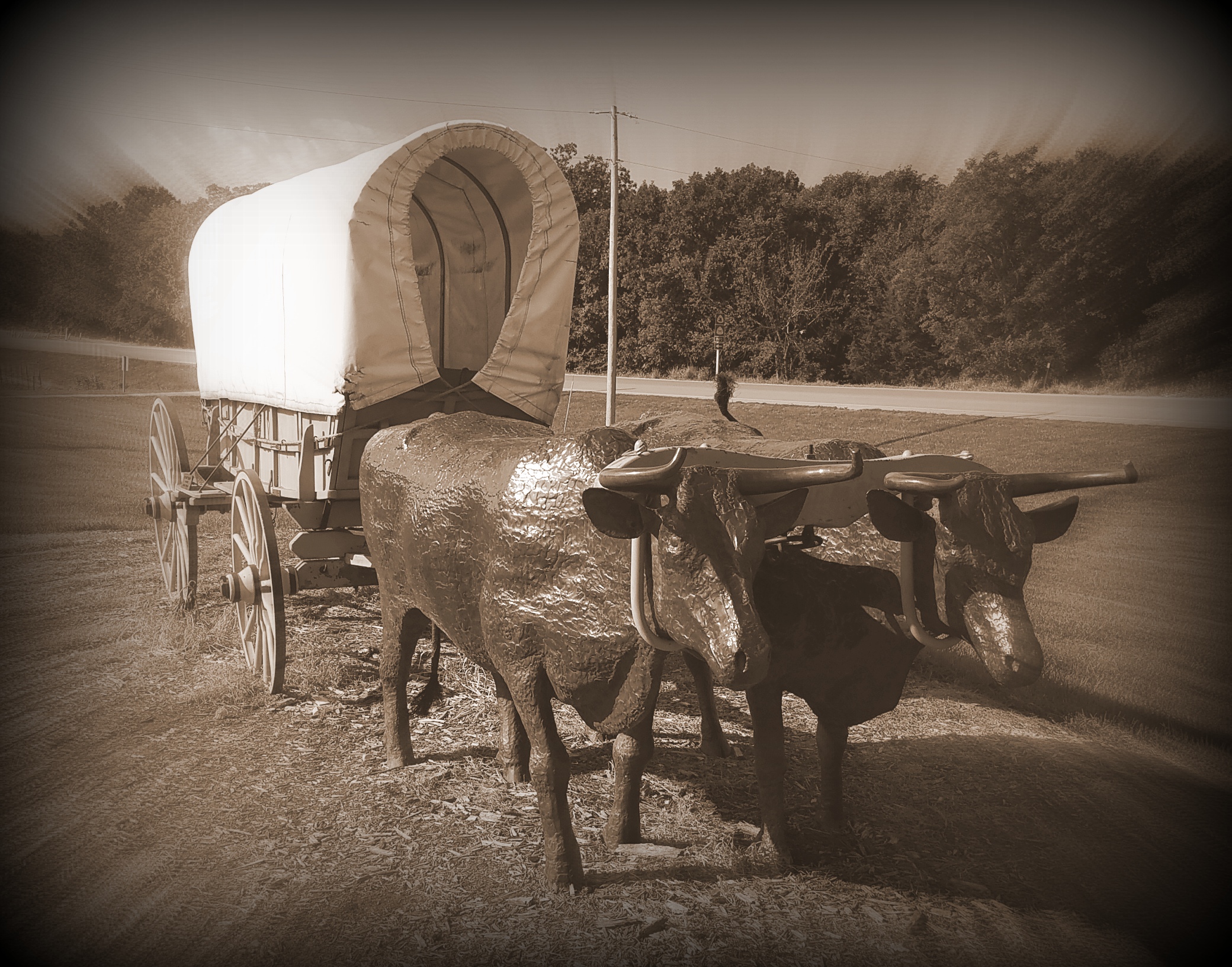 Oxen was often the means of transportation along the Oregon Trail.